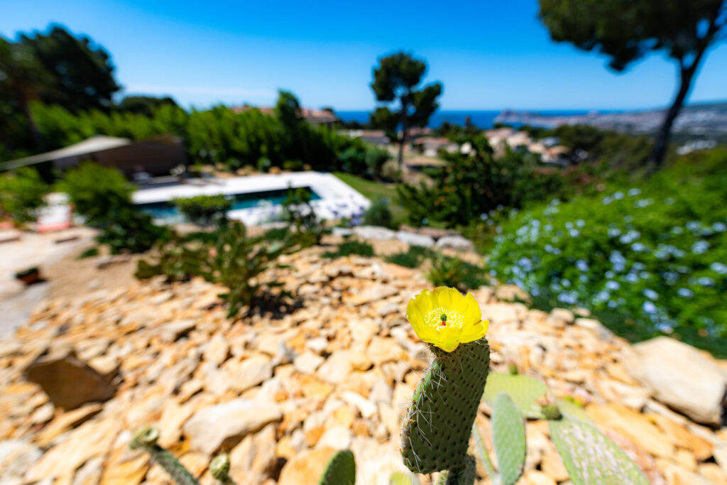 Jardin Sec-Jardin Méditerranéen - Pierre Aussourd Paysagiste Provence La Ciotat