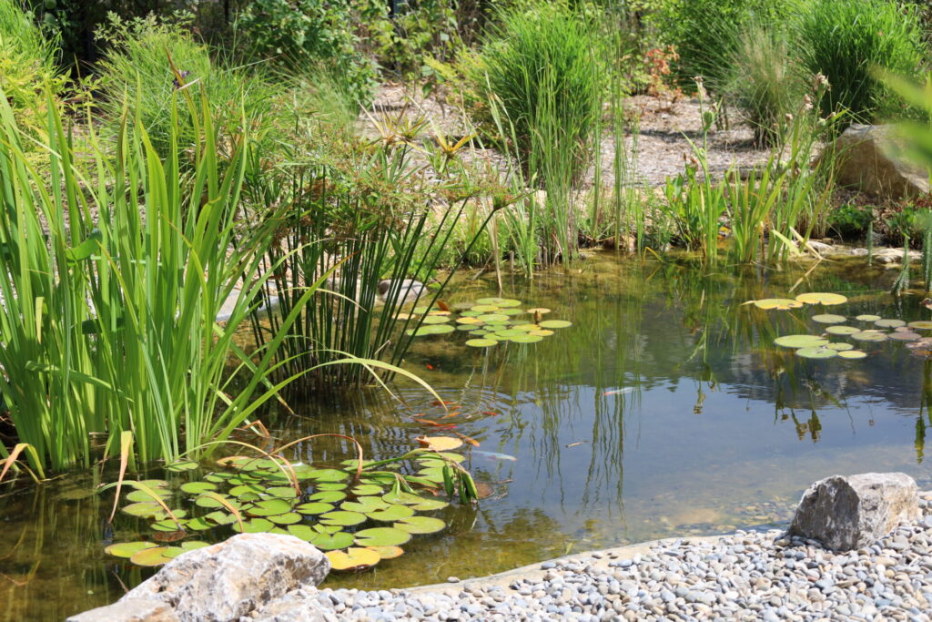 Bassin écoresponsable - Paysagiste Roquevaire - Pierre Aussourd