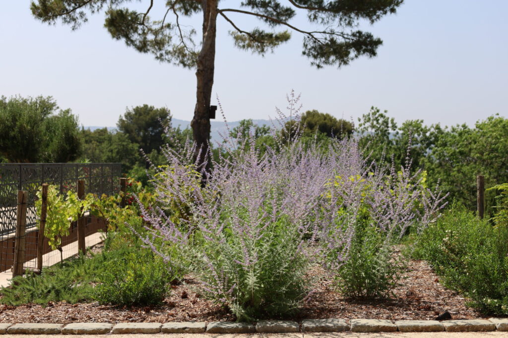 Lavandes - Jardin Roquevaire - Paysagiste Pierre Aussourd