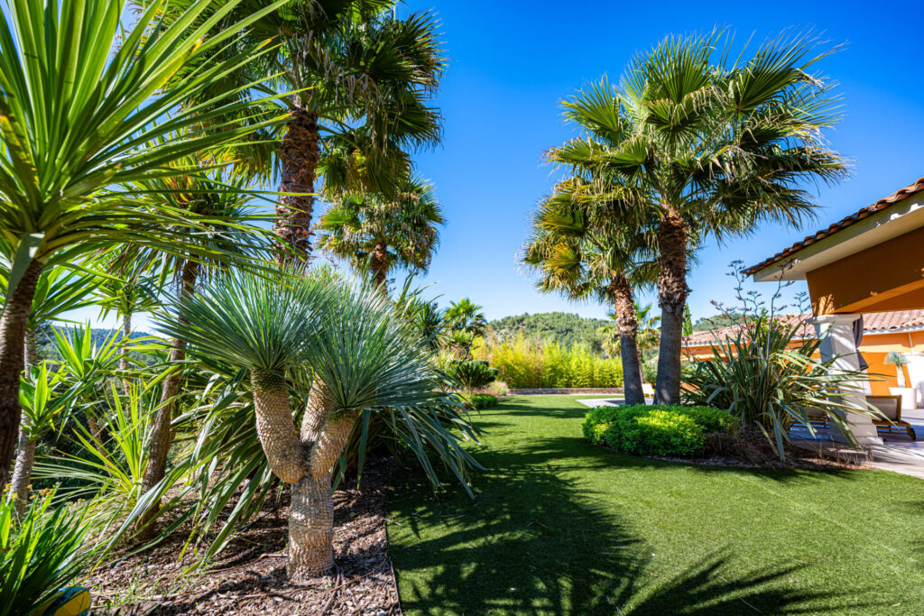 Plantes exotiques Var - Paysagiste Pierre Aussourd