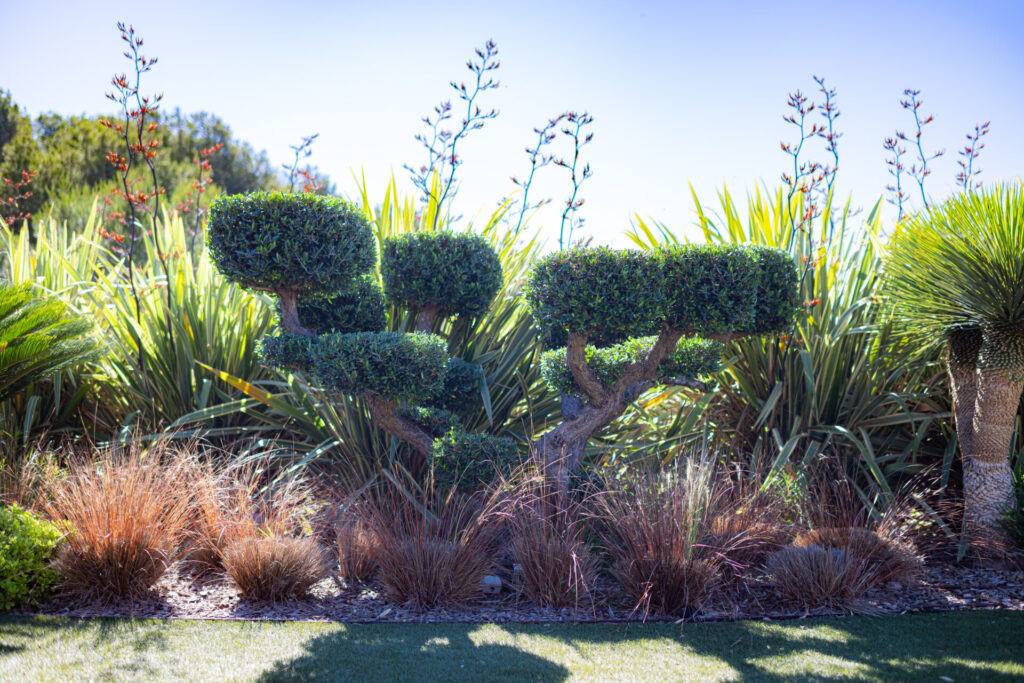Plantes Jardin méditerranéen - Paysagiste Var Pierre Aussourd