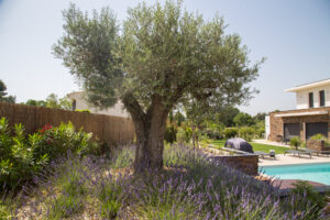 jardin méditerranéen provençal paysagiste Aix en Provence pierre aussourd