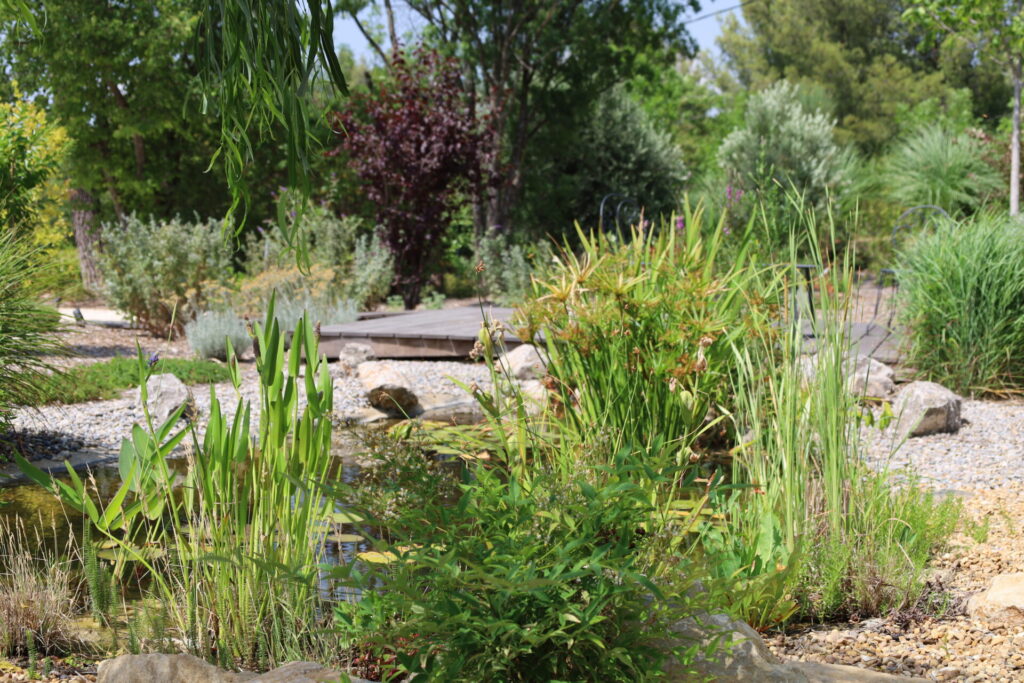 Bassin naturel - Paysagiste Roquevaire - Pierre Aussourd