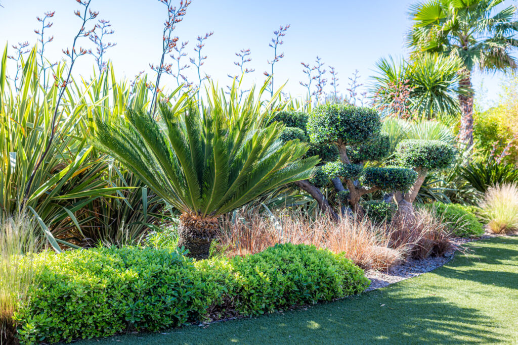 Plantes Méditerranéennes - Jardin Var - Paysagiste Pierre Aussourd