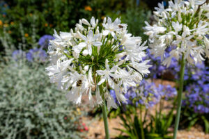 Biodiversité jardin Provence - Paysagiste Pierre Aussourd - La Ciotat
